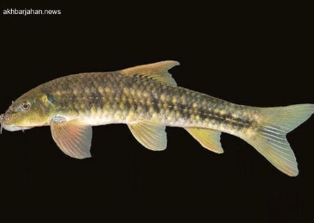 ثبت جهانی گونه جدید ماهی با نام خلیج فارس