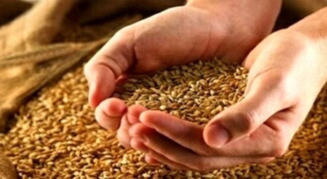 نحوه قیمتگذاری گندم مشخص شد