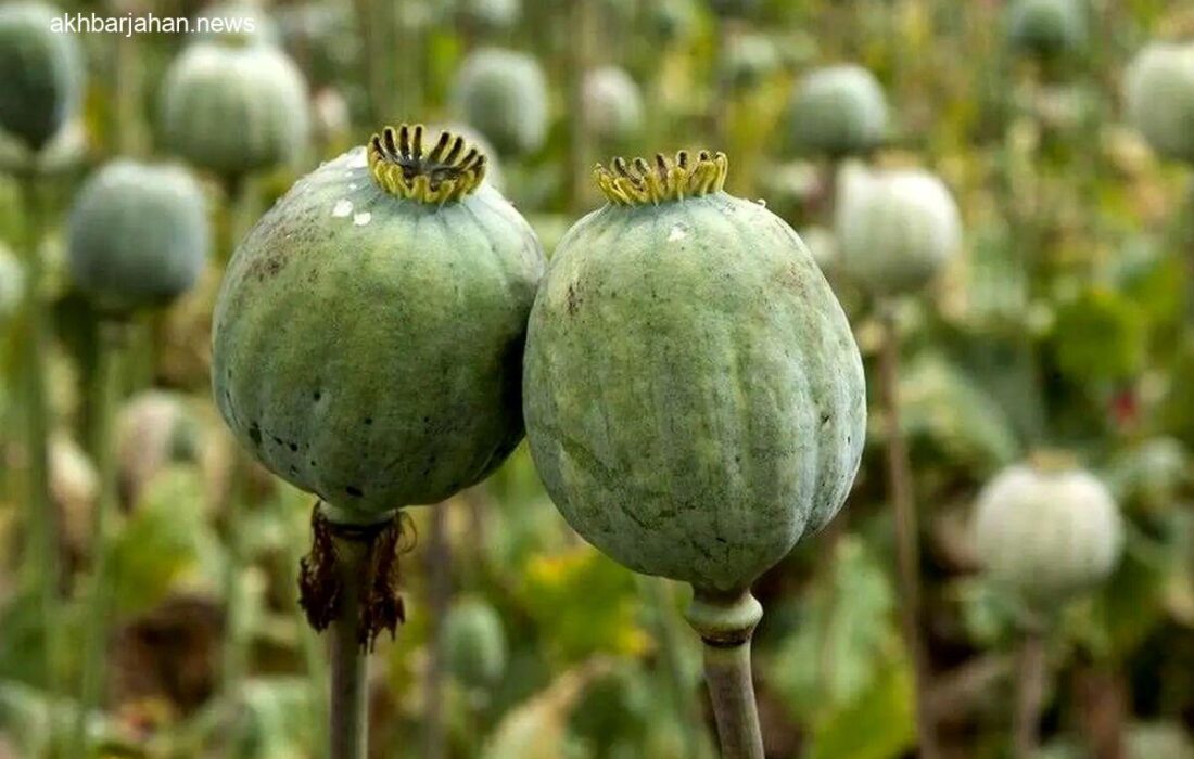 مانند این است که بگویند تولید مشروب آزاد است، اما مصرف آن نه!