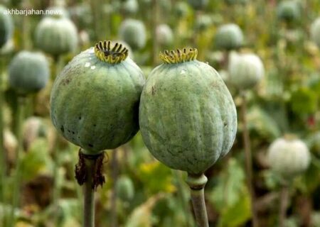 مانند این است که بگویند تولید مشروب آزاد است، اما مصرف آن نه!