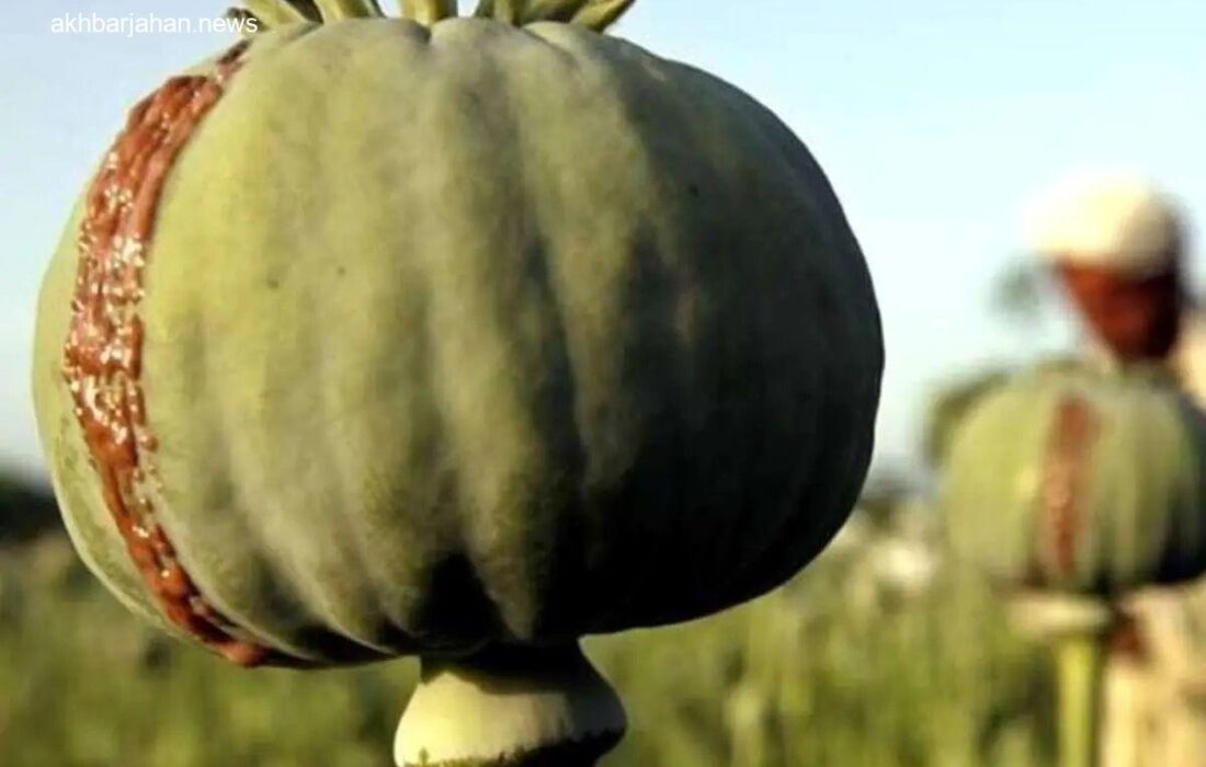 ستاد مبارزه با مواد مخدر: ذخایر تریاک در انبارها به صفر رسید