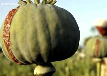 ستاد مبارزه با مواد مخدر: ذخایر تریاک در انبارها به صفر رسید