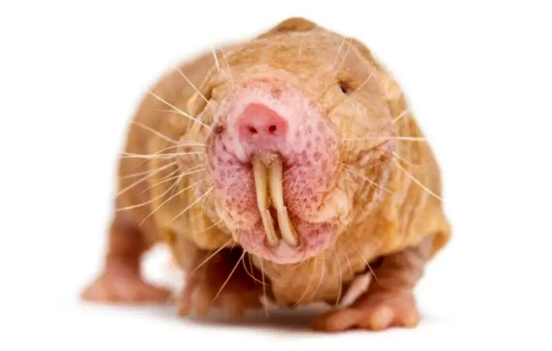 کشف ژن موش کور برهنه؛ کلید دستیابی به عمر جاودانه؟