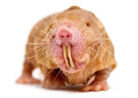 کشف ژن موش کور برهنه؛ کلید دستیابی به عمر جاودانه؟