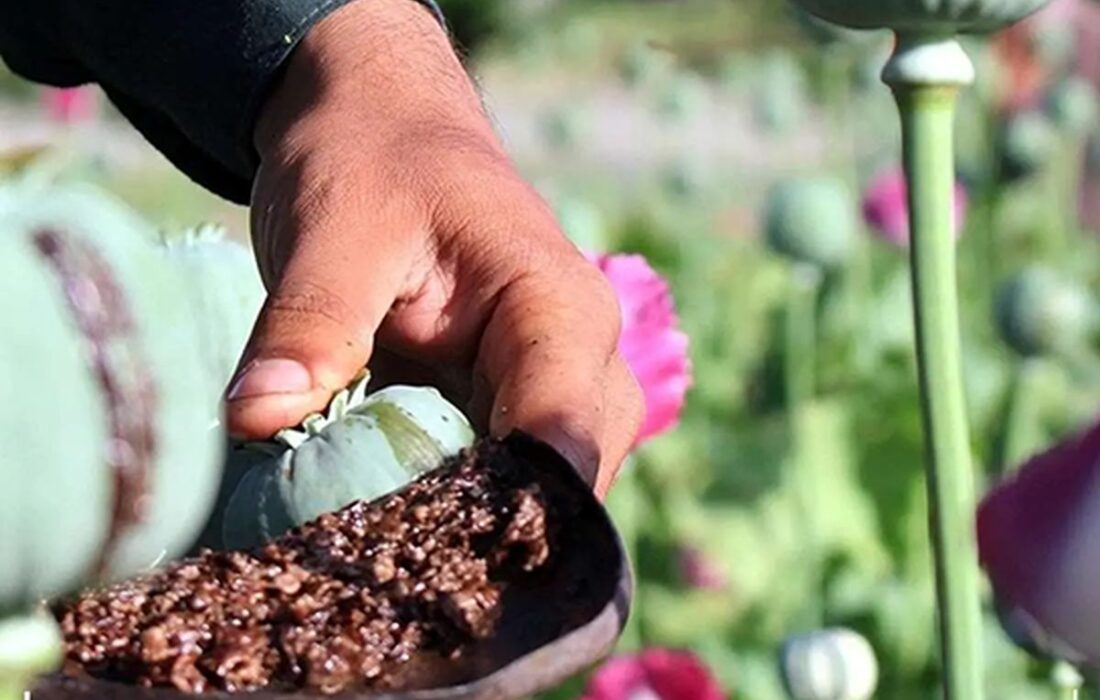 کشت خشخاش دوباره در مزارع ایران از سر گرفته شد