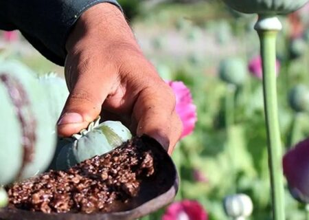 کشت خشخاش دوباره در مزارع ایران از سر گرفته شد