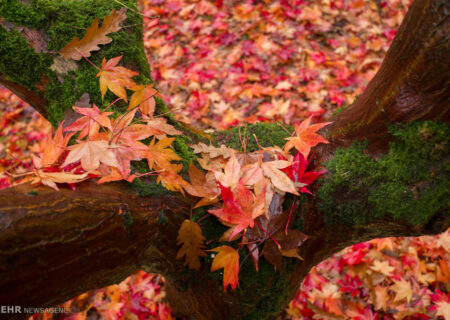 داوران رویداد «پاییز – برگ» معرفی شدند