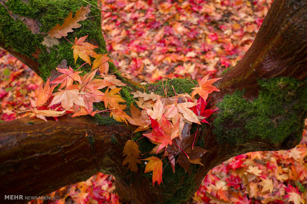 داوران رویداد «پاییز – برگ» معرفی شدند