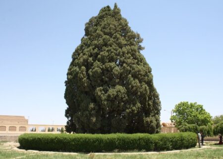 اکبری: درختان کهنسال ذخایر ژنی غیرقابل جایگزین و مظهر هویت شهرها هستند