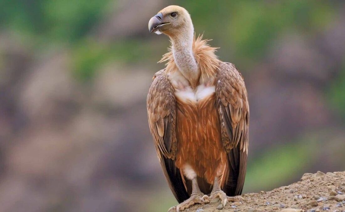 پرواز دوباره کرکس مصدوم بر فراز ارتفاعات گردنه حیران آستارا (فیلم)