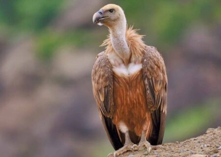 پرواز دوباره کرکس مصدوم بر فراز ارتفاعات گردنه حیران آستارا (فیلم)