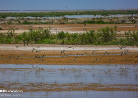 حاجی زاده: حقابه رودخانه شور کلید حیات تالاب‌های قم است
