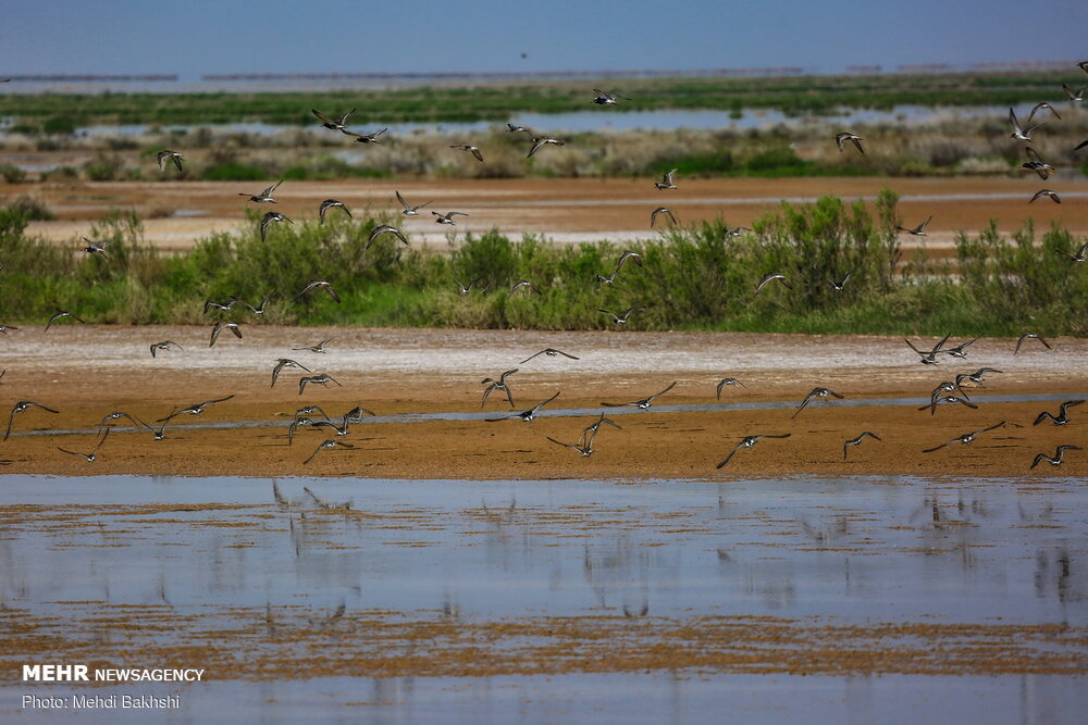 حاجی زاده: حقابه رودخانه شور کلید حیات تالابهای قم است