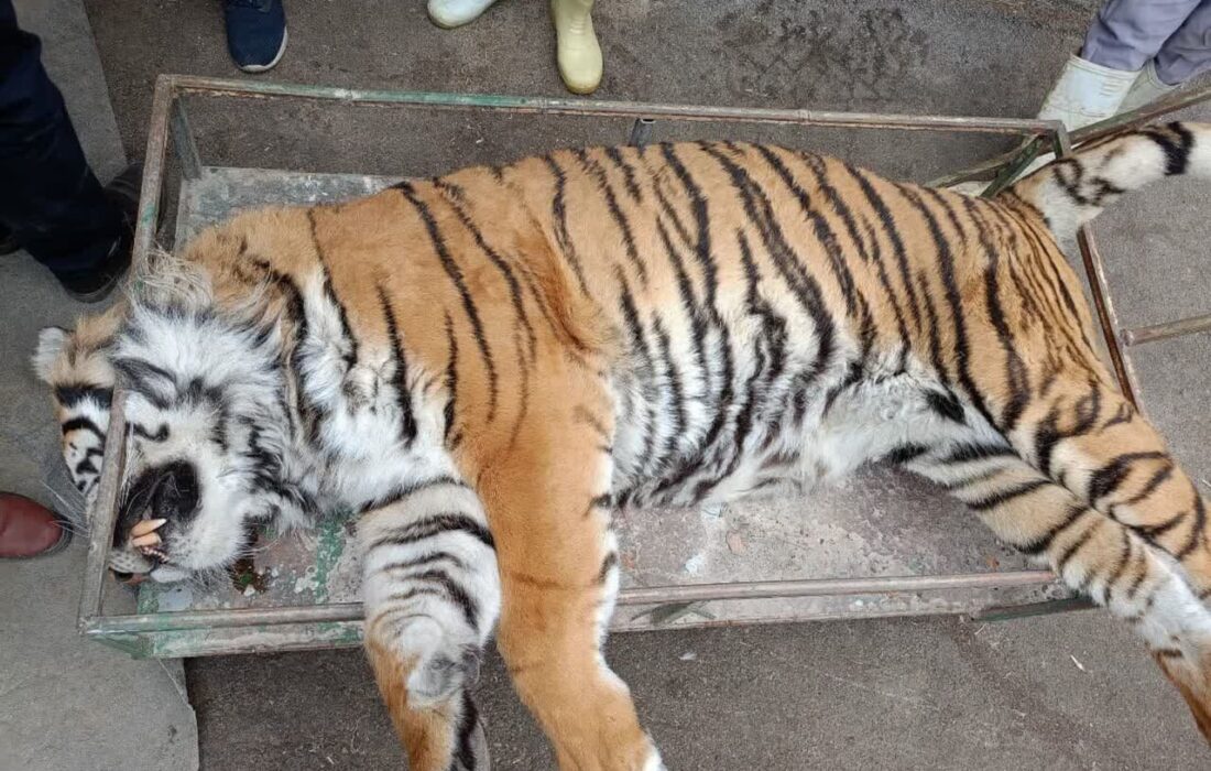 بیان دلیل تلف شدن ببر پارک حیات وحش الیمالات