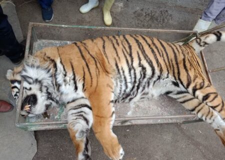 بیان دلیل تلف شدن ببر پارک حیات وحش الیمالات