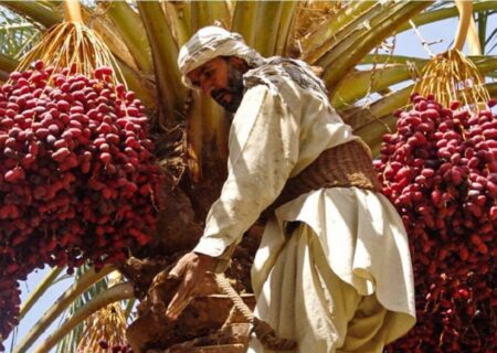 آیین هامین؛ سنتی ماندگار از همدلی نخلداران سیستان و بلوچستان