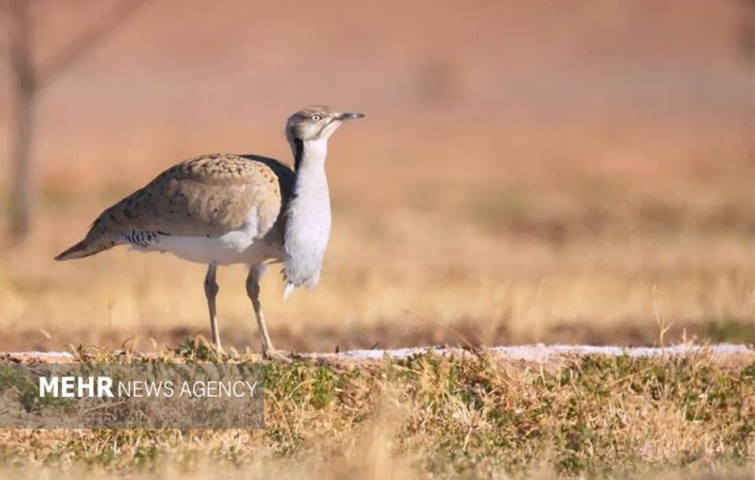 پرواز هوبرهها در پارک ملی توران شاهرود