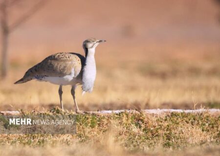 پرواز هوبره‌ها در پارک ملی توران شاهرود