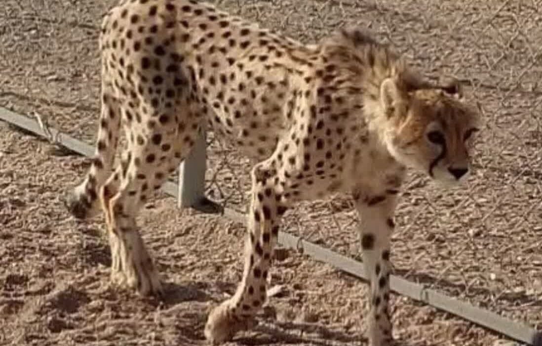 انقراض یوزپلنگ بافق؛ نابودی سرمایههای طبیعی جبرانناپذیر است