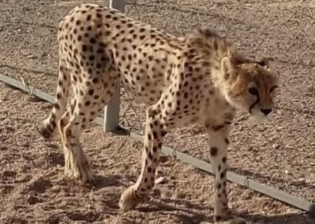 انقراض یوزپلنگ بافق؛ نابودی سرمایه‌های طبیعی جبران‌ناپذیر است