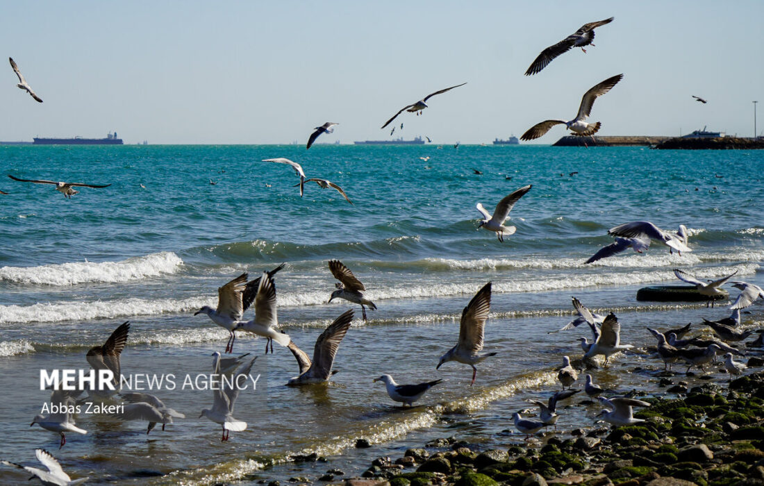 وضعیت جوی و دریایی استان بوشهر آرام است