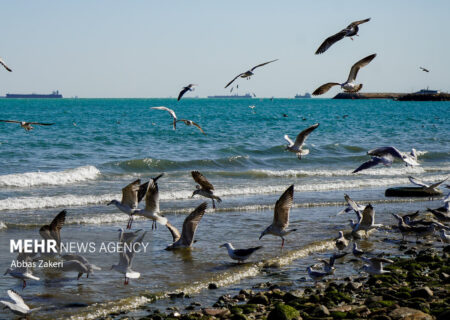 وضعیت جوی و دریایی استان بوشهر آرام است