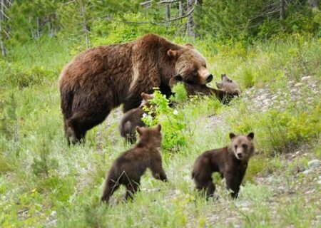 مشاهده دو خرس قهوه‌ای در منطقه حفاظت‌شده پرور