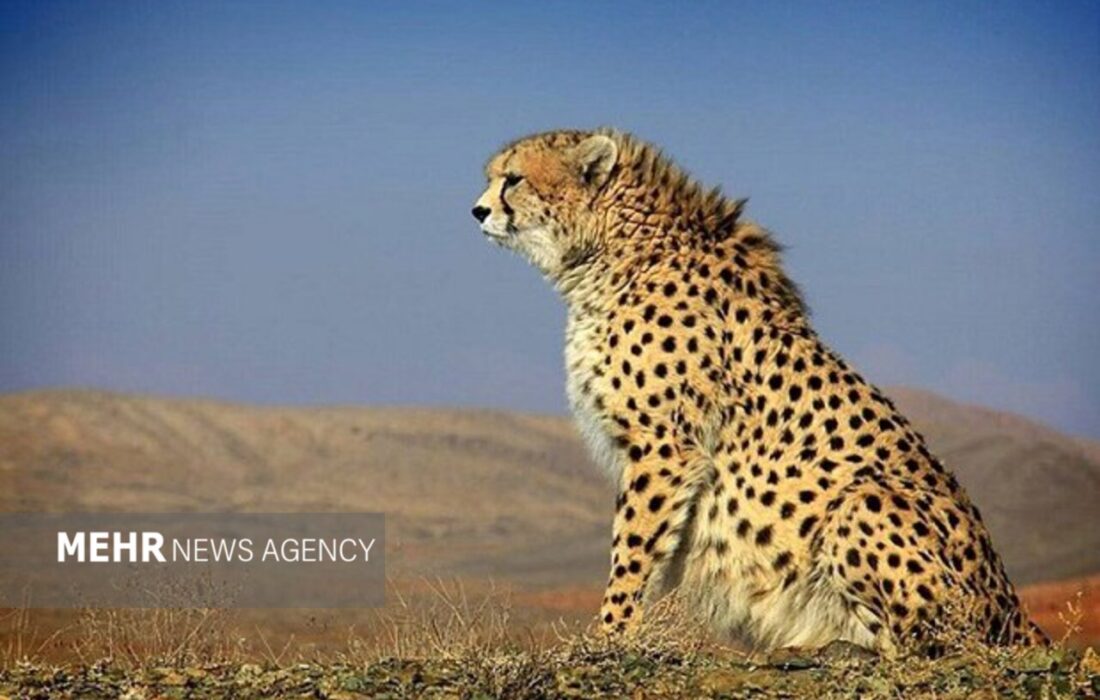 تولد دوباره امید؛ مشاهده «تلما» یوزپلنگ مادر و تولهاش در توران شاهرود