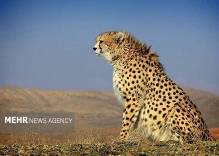 تولد دوباره امید؛ مشاهده «تلما» یوزپلنگ مادر و توله‌اش در توران شاهرود