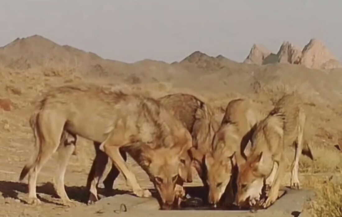 مشاهده ۵ قلاده گرگ خاکستری در منطقه جاشلوبار