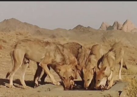 مشاهده ۵ قلاده گرگ خاکستری در منطقه جاشلوبار