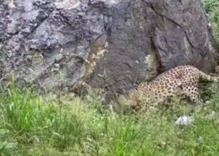 تصاویری دیدنی از حیات وحش منطقه حفاظت شده بولا در ساری