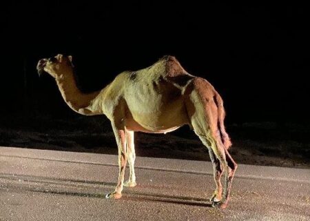 تصادف پژو ۴۰۵ با شتر در جاسک یک کشته و یک زخمی برجای گذاشت