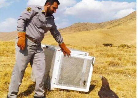 زندی: رهاسازی ۸۸۰ گونه جانوری در زیستگاه‌های کردستان؛کشف ۳۰ قبضه سلاح