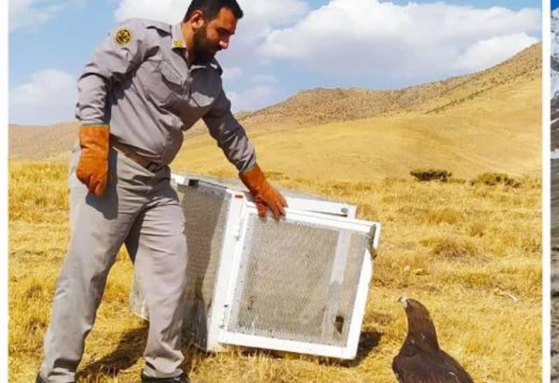 زندی: رهاسازی ۸۸۰ گونه جانوری در زیستگاههای کردستان؛کشف ۳۰ قبضه سلاح