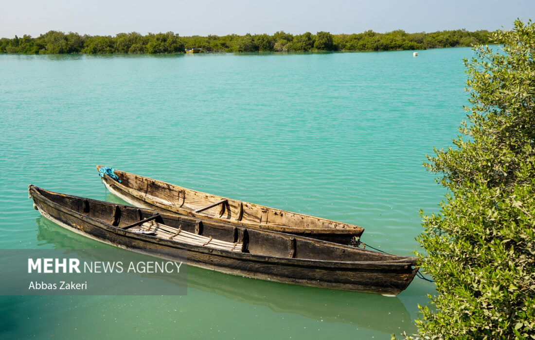جنگل حرا سهیلی؛ شگفتی سبز قشم