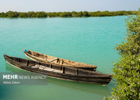 جنگل حرا سهیلی؛ شگفتی سبز قشم