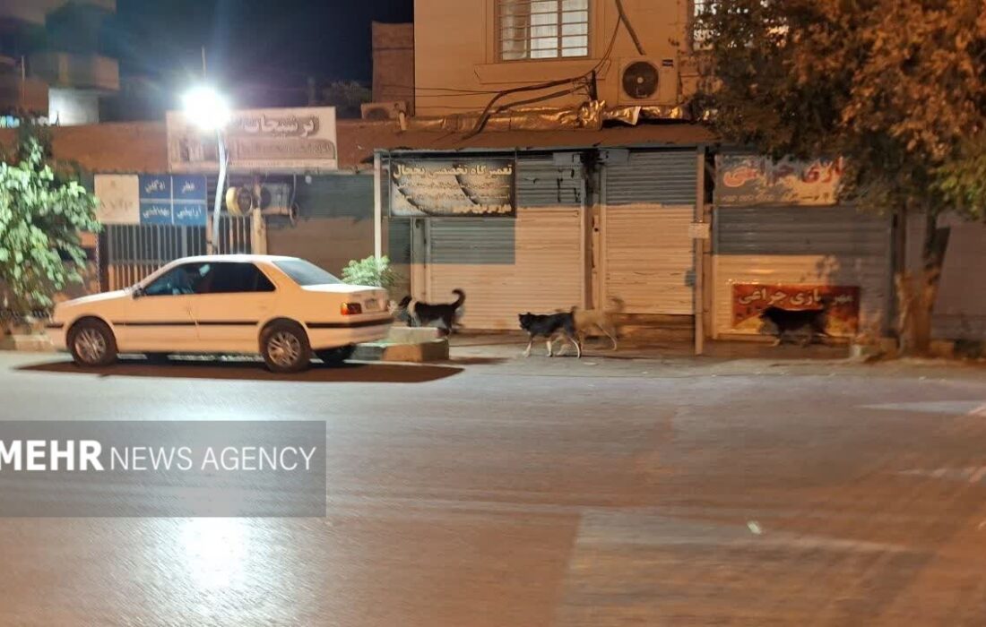 شهر در قُرُق سگها!