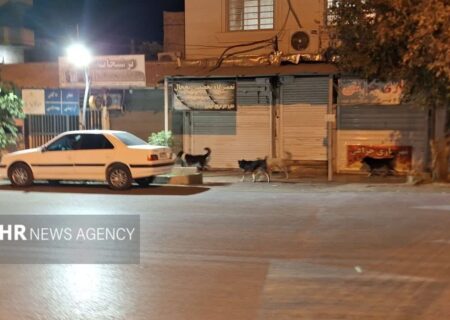 شهر در قُرُق سگ‌ها!