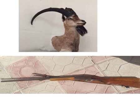 کشف تاکسیدرمی بز کوهی در خرم‌آباد