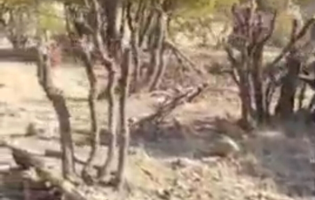 تخریب و قطع بیرویه درختان بلوط