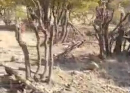 تخریب و قطع بی‌رویه درختان بلوط