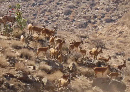 اجرای سرشماری حیات‌ وحش در پارک ملی بختگان فارس