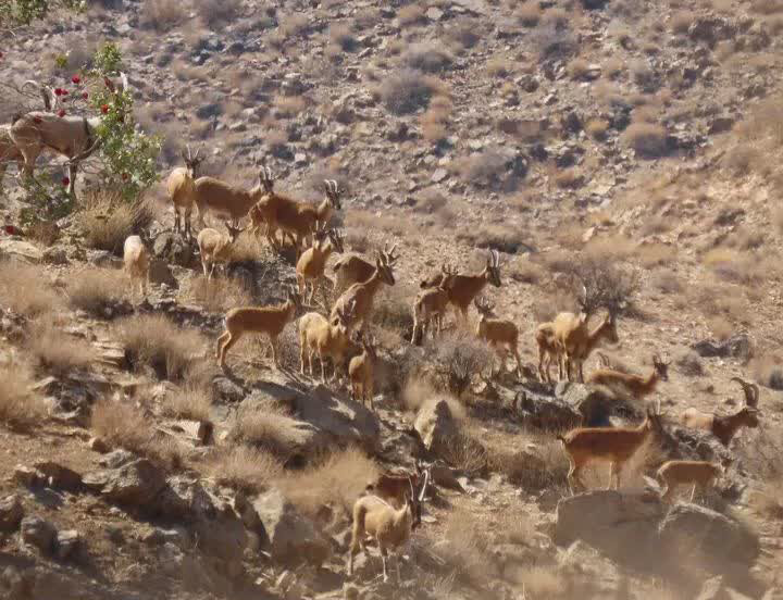 اجرای سرشماری حیات وحش در پارک ملی بختگان فارس