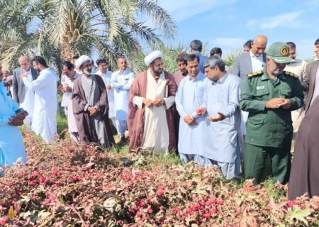 برگزاری نخستین جشنواره چای ترش در دلگان