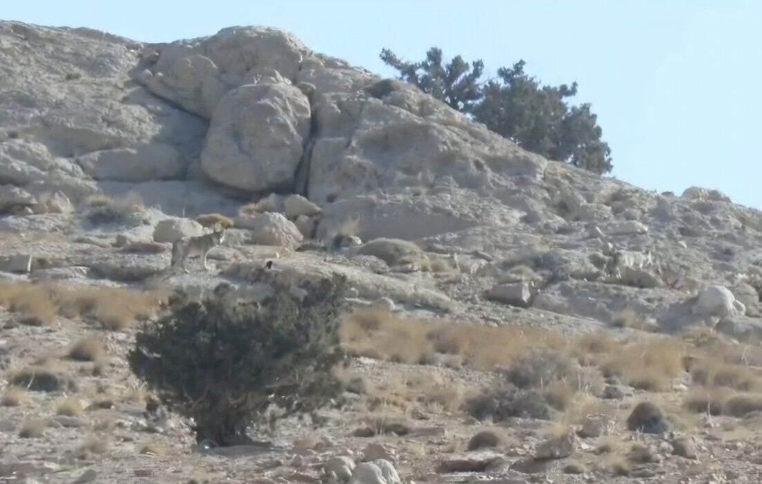 تصویری از پنج فرد گرگ در پارک ملی صیدوا