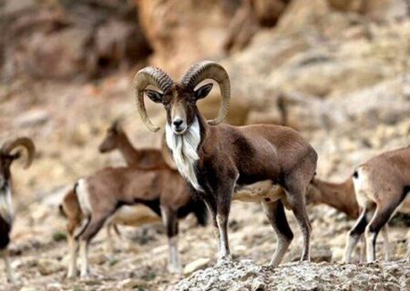 اجرای تمهیدات ویژه برای حفاظت از حیات‌وحش در شرایط زمستانی