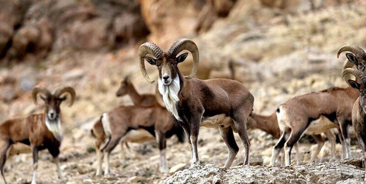 اجرای تمهیدات ویژه برای حفاظت از حیاتوحش در شرایط زمستانی