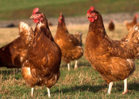 رئیس بهداشت دامپزشکی استان: ۷۰ درصد طیور بومی کردستان در برابر نیوکاسل ایمن شدند