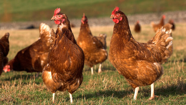 رئیس بهداشت دامپزشکی استان: ۷۰ درصد طیور بومی کردستان در برابر نیوکاسل ایمن شدند